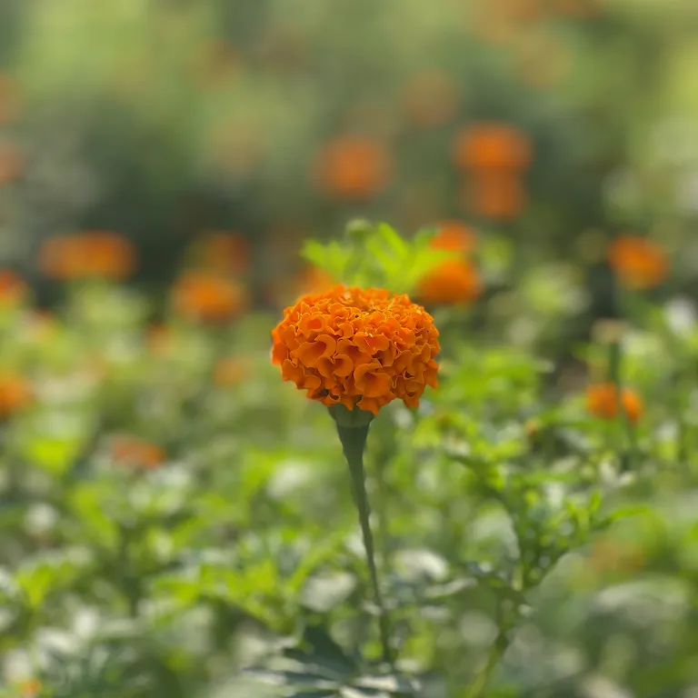 marigold